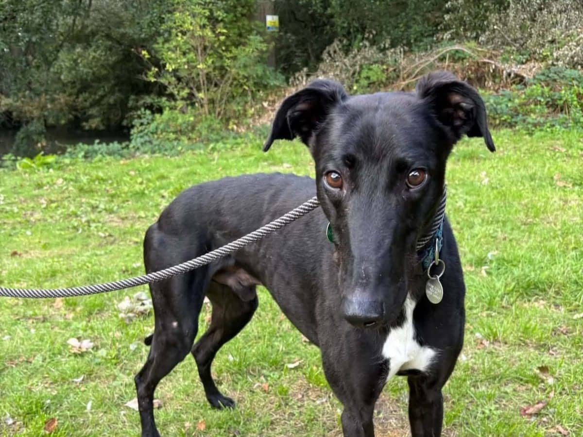 Prince, greyhound for adoption in Warrington