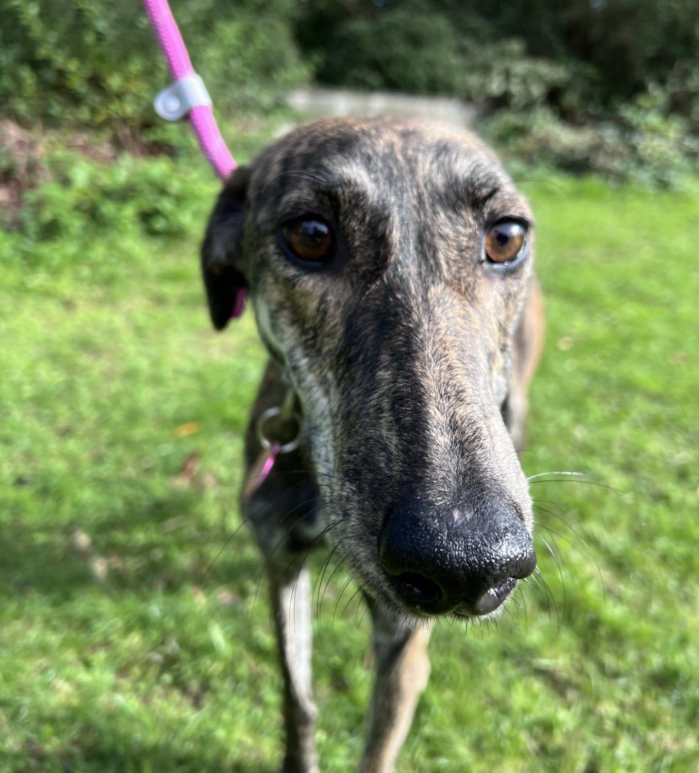 Bart, lurcher for adoption in Warrington