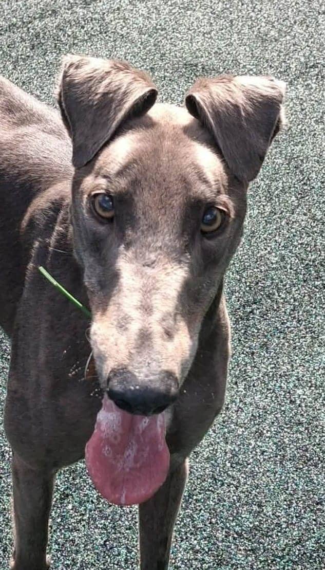 Blue, greyhound for adoption in Manchester