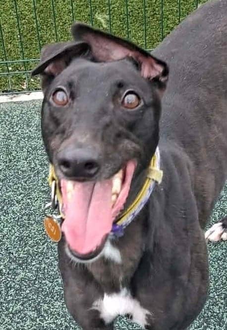 Daisy, greyhound for adoption in Manchester
