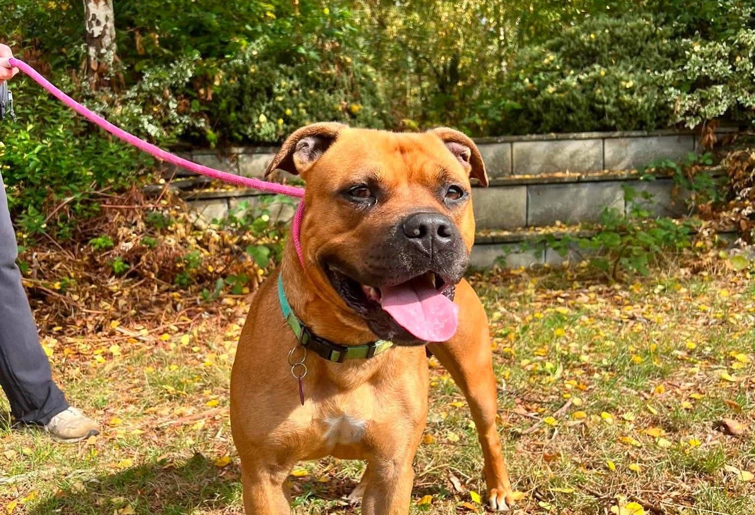 Elias, crossbreed for adoption in Warrington