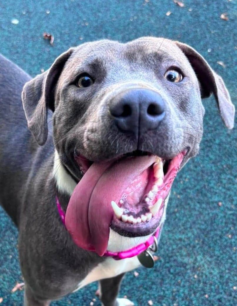 Harley, staffordshire bull terrier for adoption in Manchester