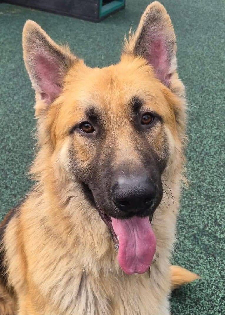 Miller, german shepherd for adoption in Manchester