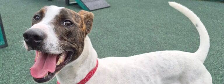 Oscar, lurcher for adoption in Manchester