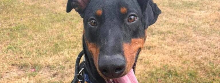 Rafi, doberman cross for adoption in Warrington