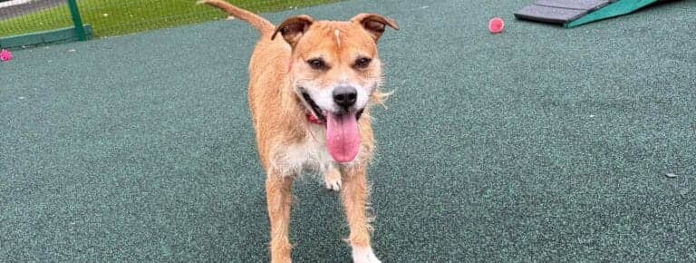 Rudy, crossbreed for adoption in Manchester