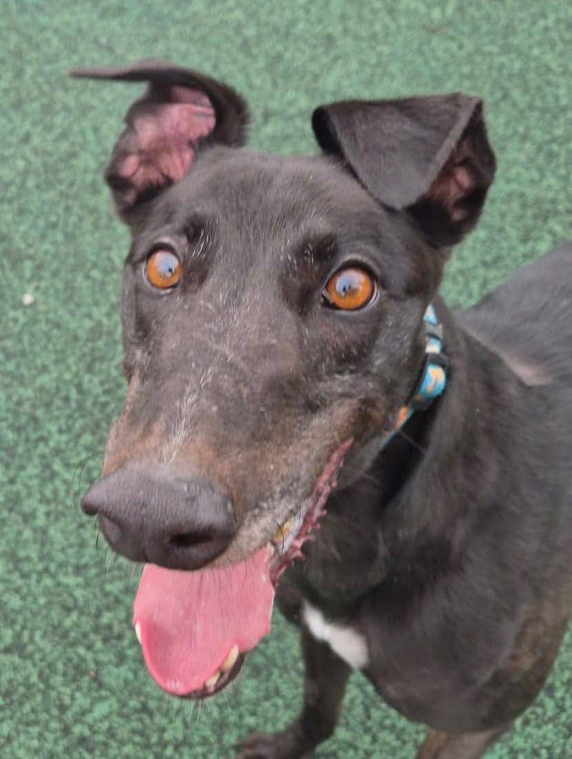 Shadow, greyhound for adoption in Manchester