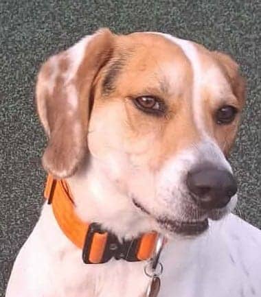 Todd, fox hound cross for adoption in Manchester