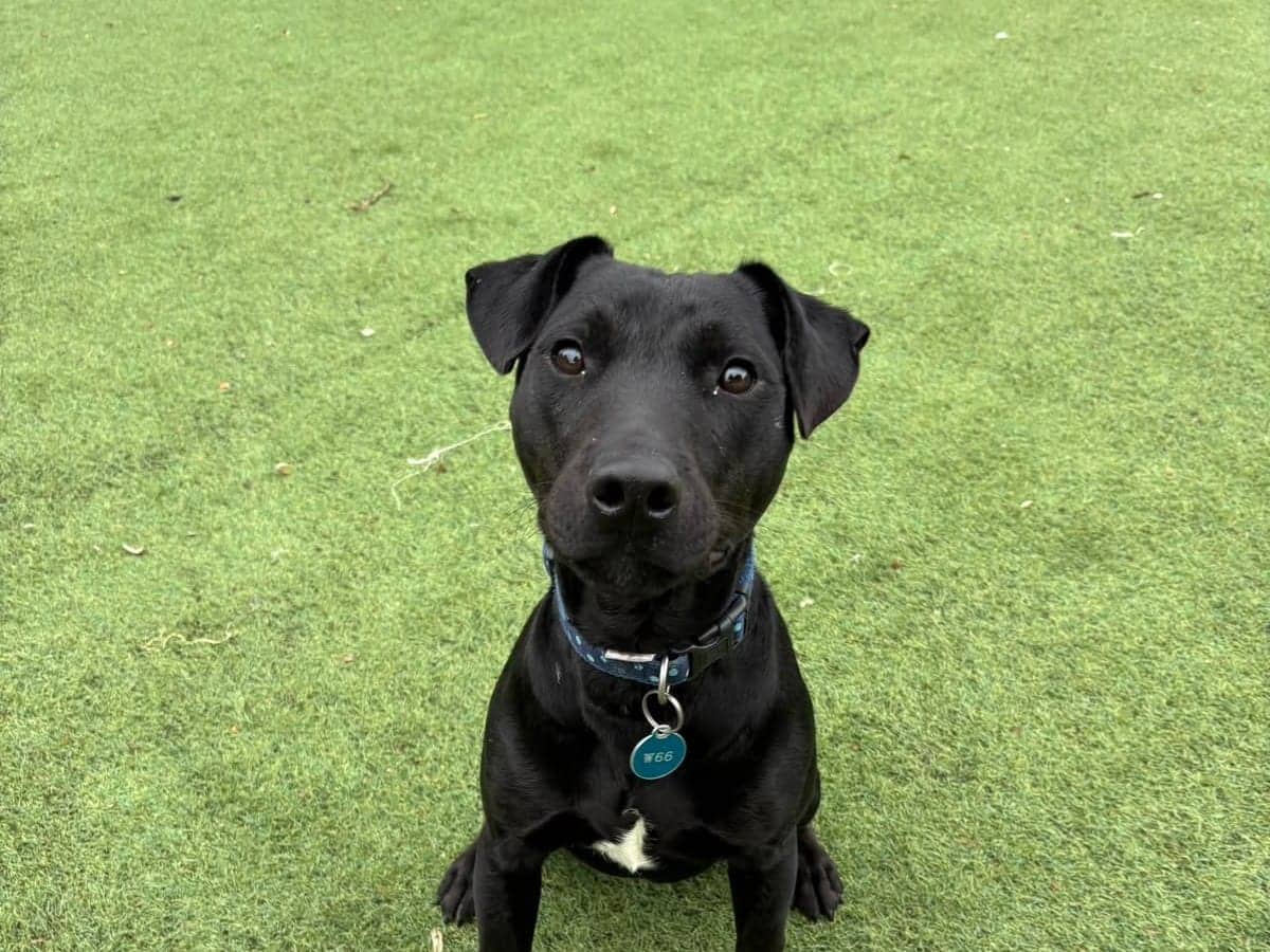 Ziggy, patterdale terrier for adoption in Warrington