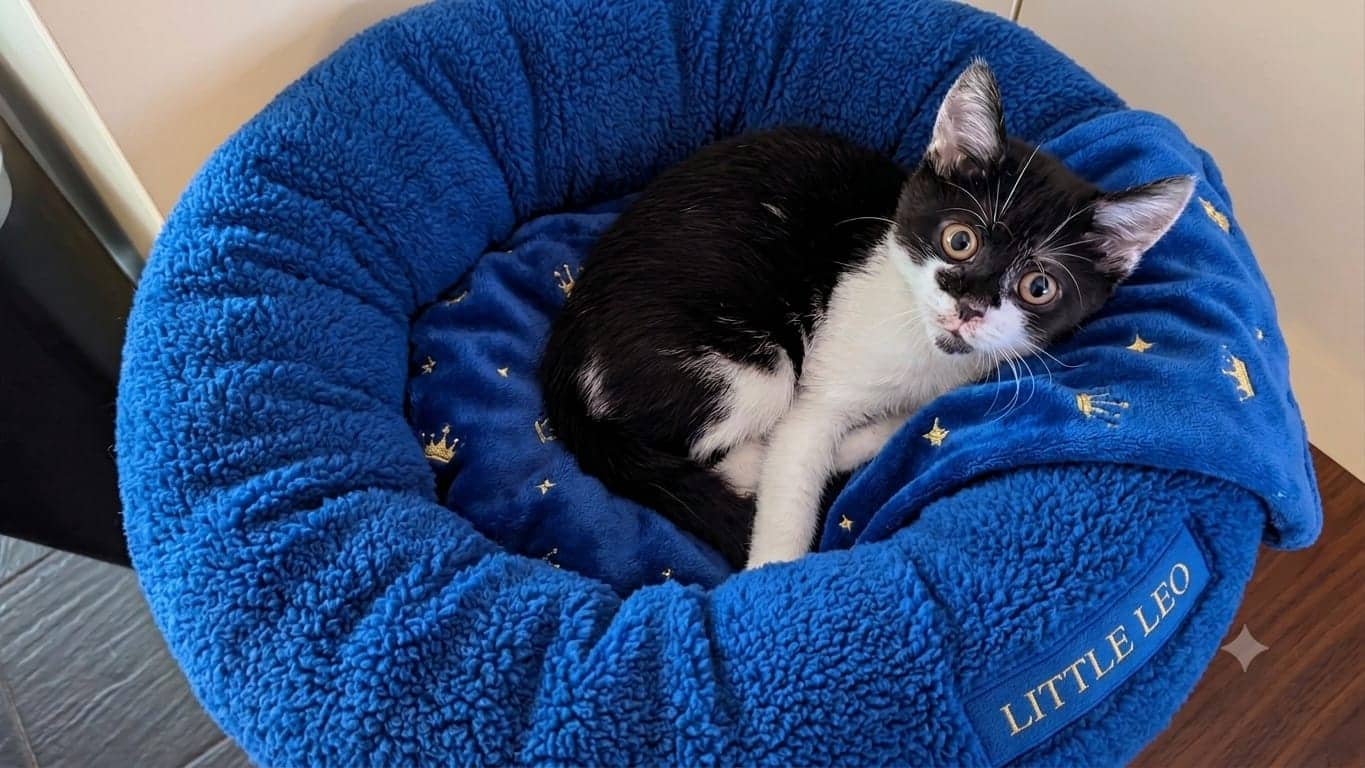 Little Leo, domestic shorthair for adoption in Birmingham