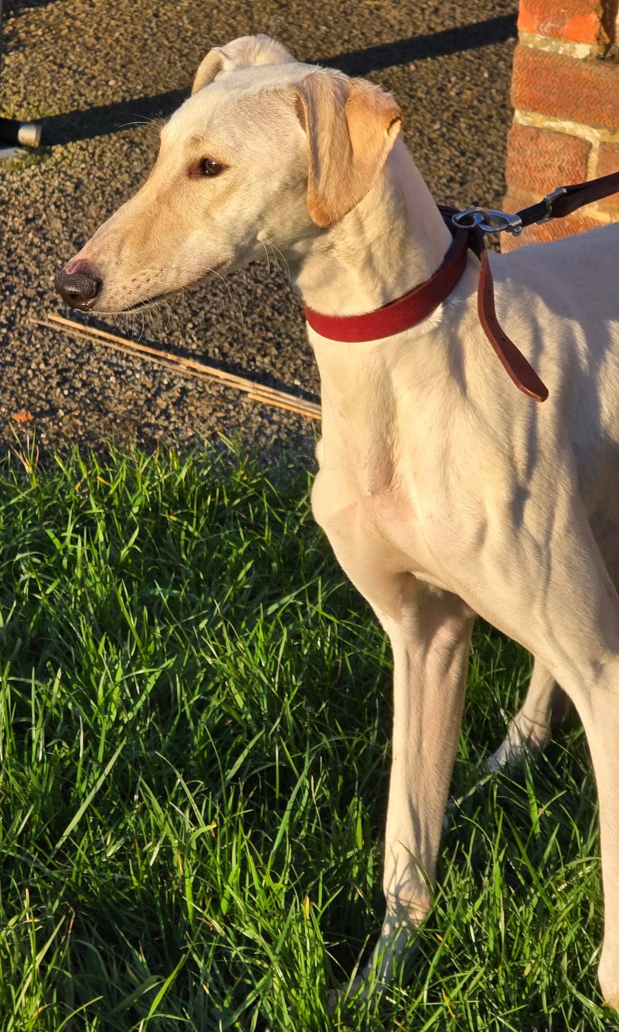 Dobby, lurcher for adoption in Guildford
