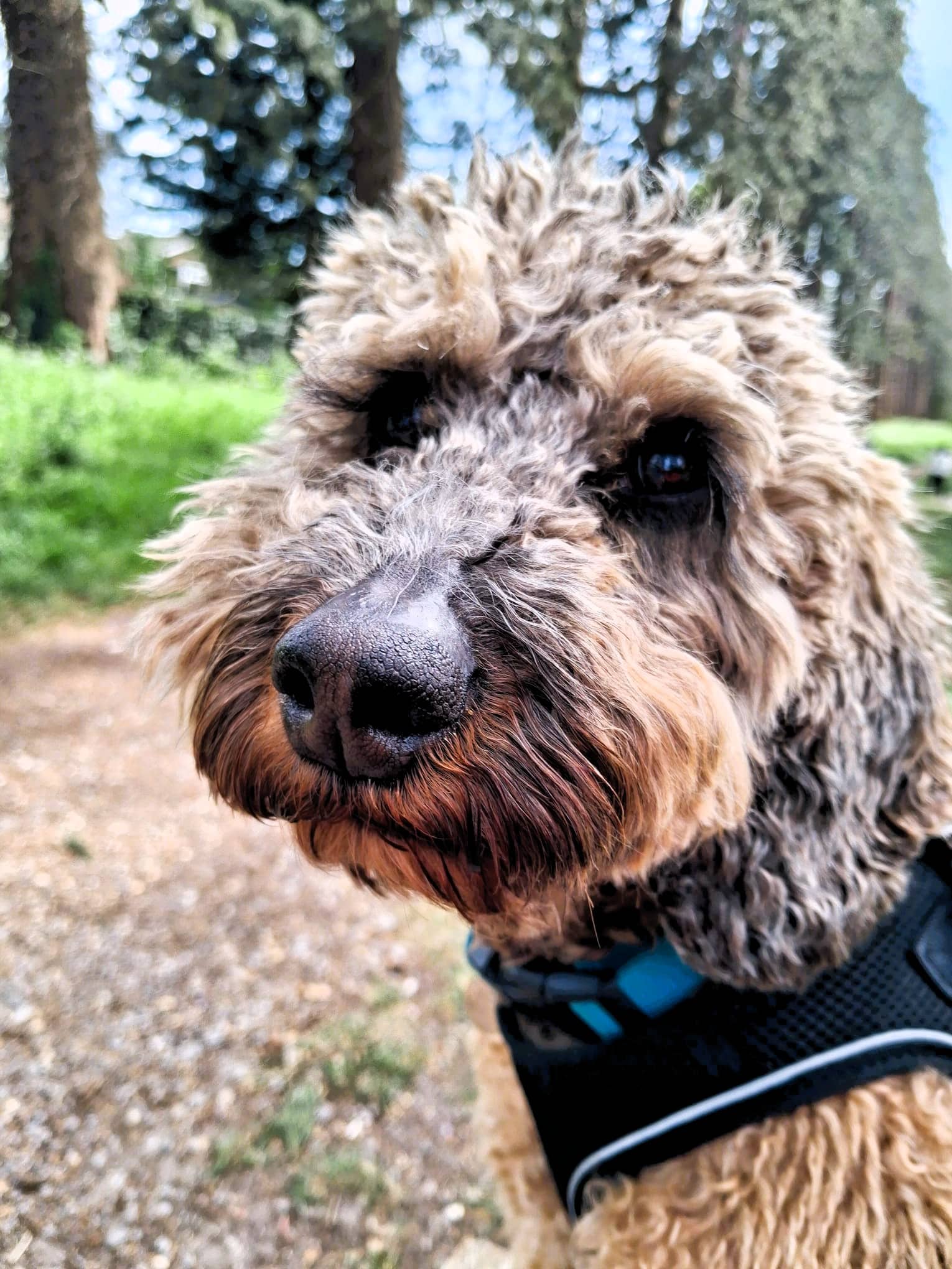 Myla, cockapoo for adoption in Camberley
