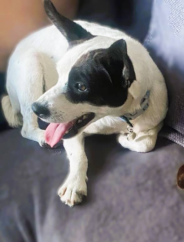 Oakley, jack russell terrier for adoption