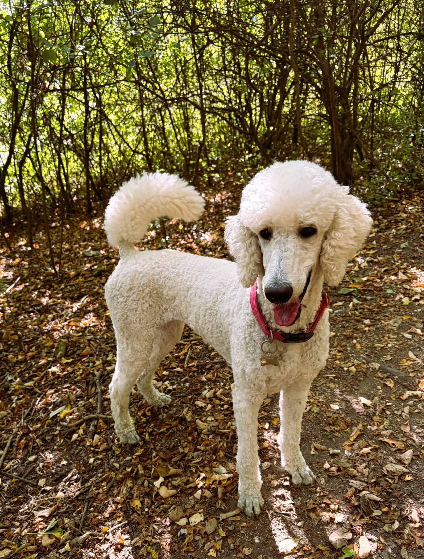 Pearl, standard poodle for adoption in Hove