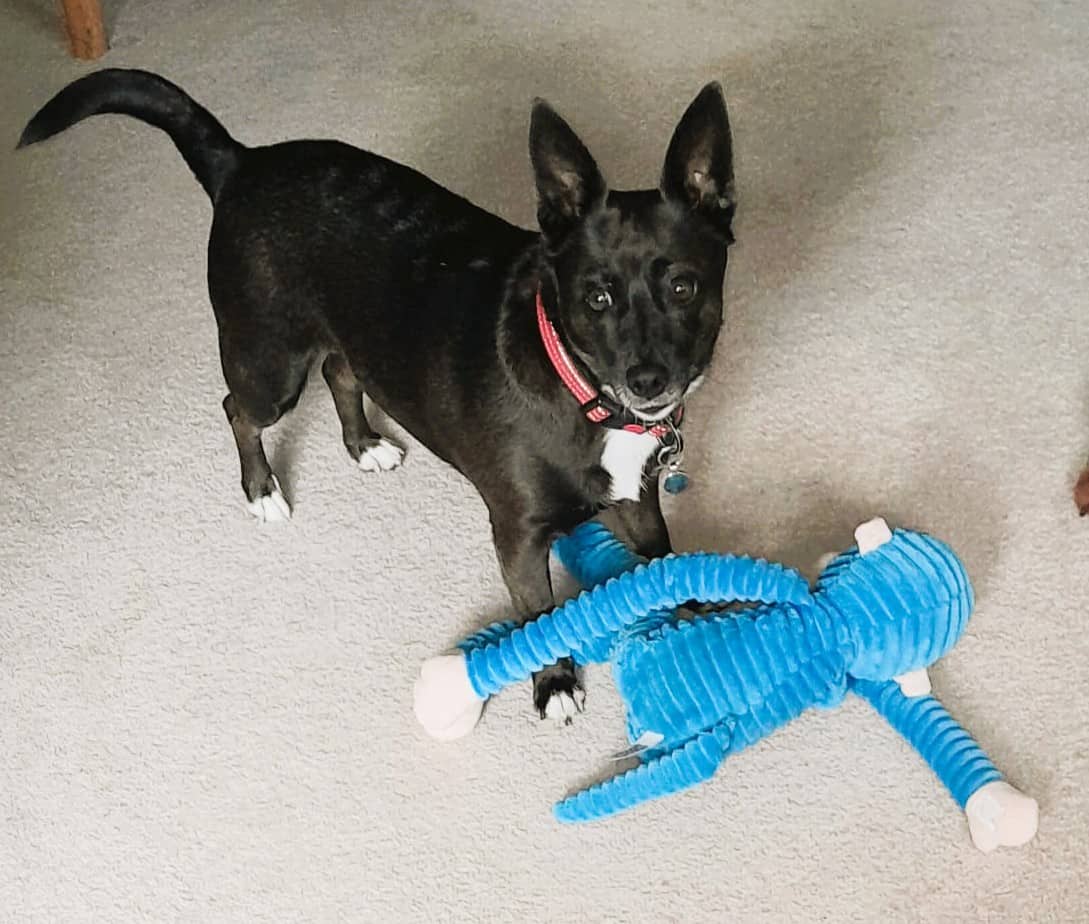 Ruby, terrier for adoption