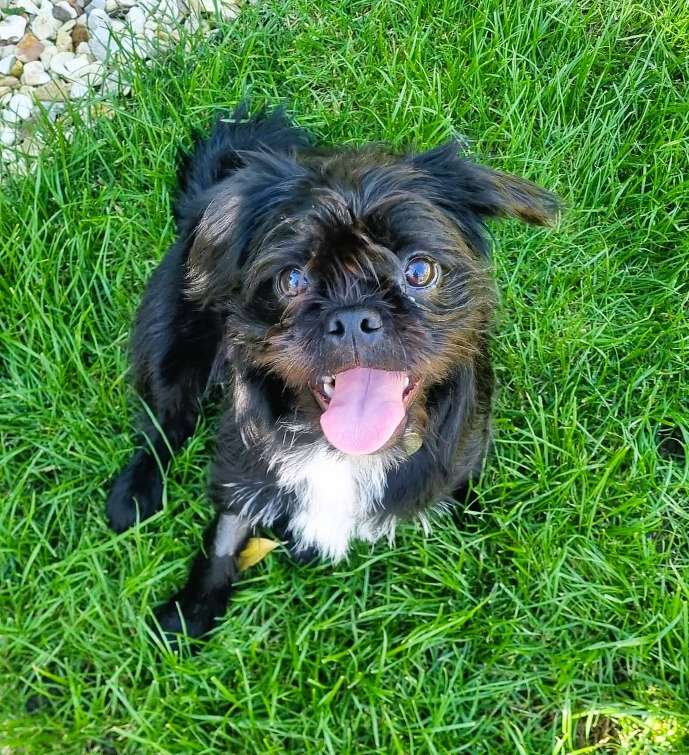 Buffy, boston x pug x poodle for adoption in Leatherhead
