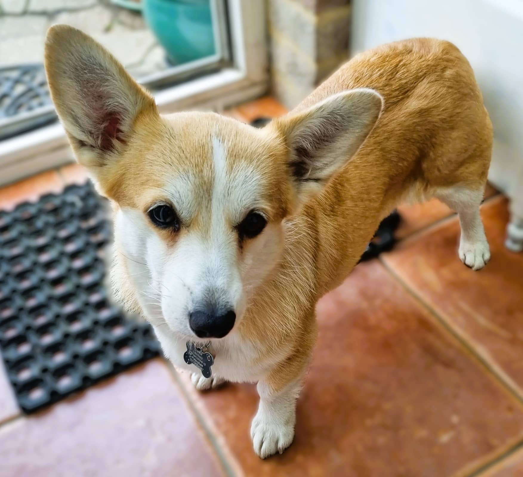Candy, pembroke corgi for adoption in Petersfield