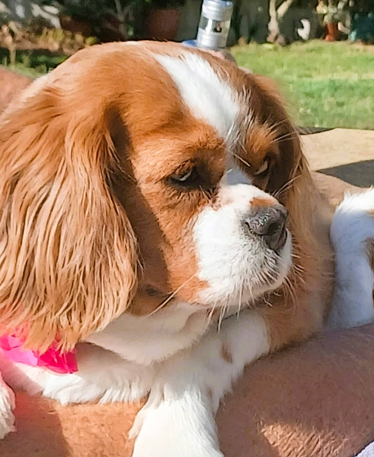 Darcy, cavalier king charles spaniel for adoption