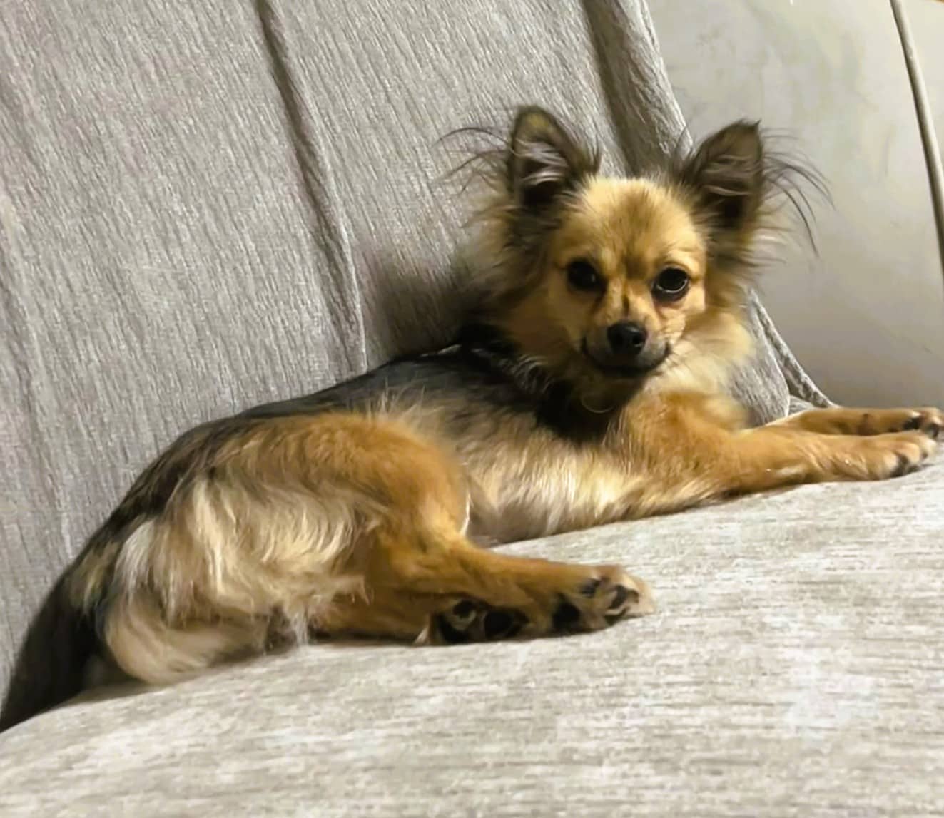 Maggie, chihuahua for adoption
