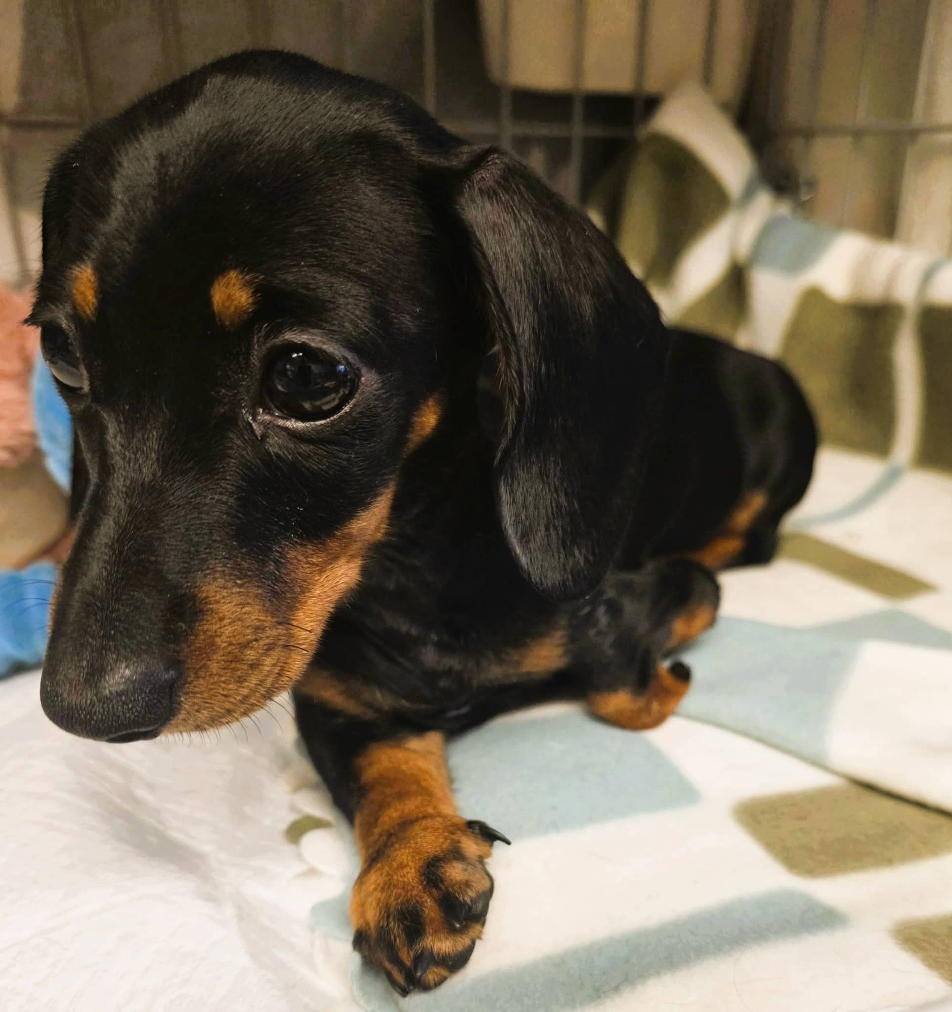 Patti, miniature dachshund for adoption in Aldershot