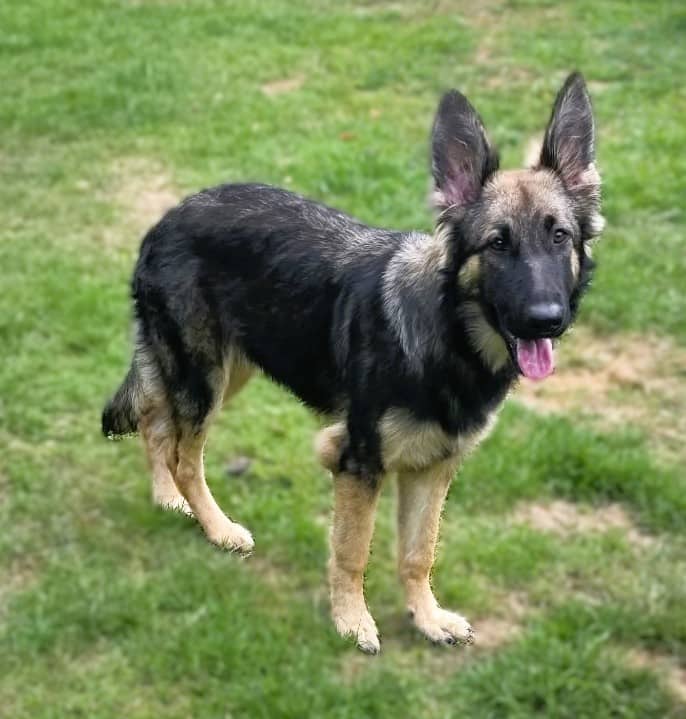 Pickle, german shepherd for adoption in Billericay