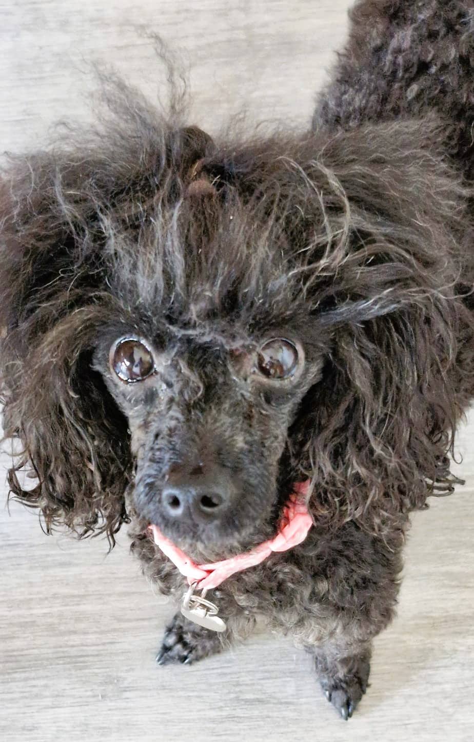 Pixi, toy poodle for adoption in Faversham