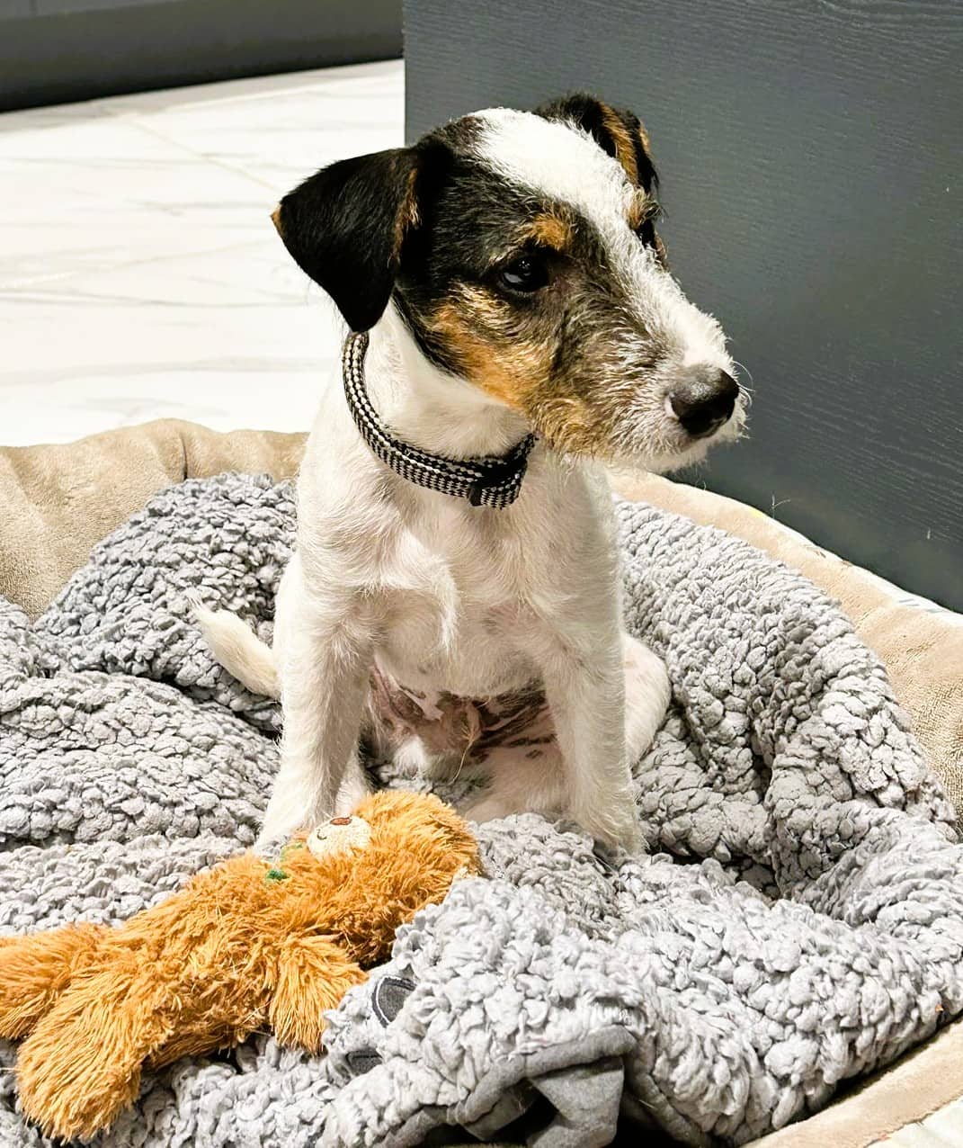 Teddy, rough coat jack russell terrier for adoption in London