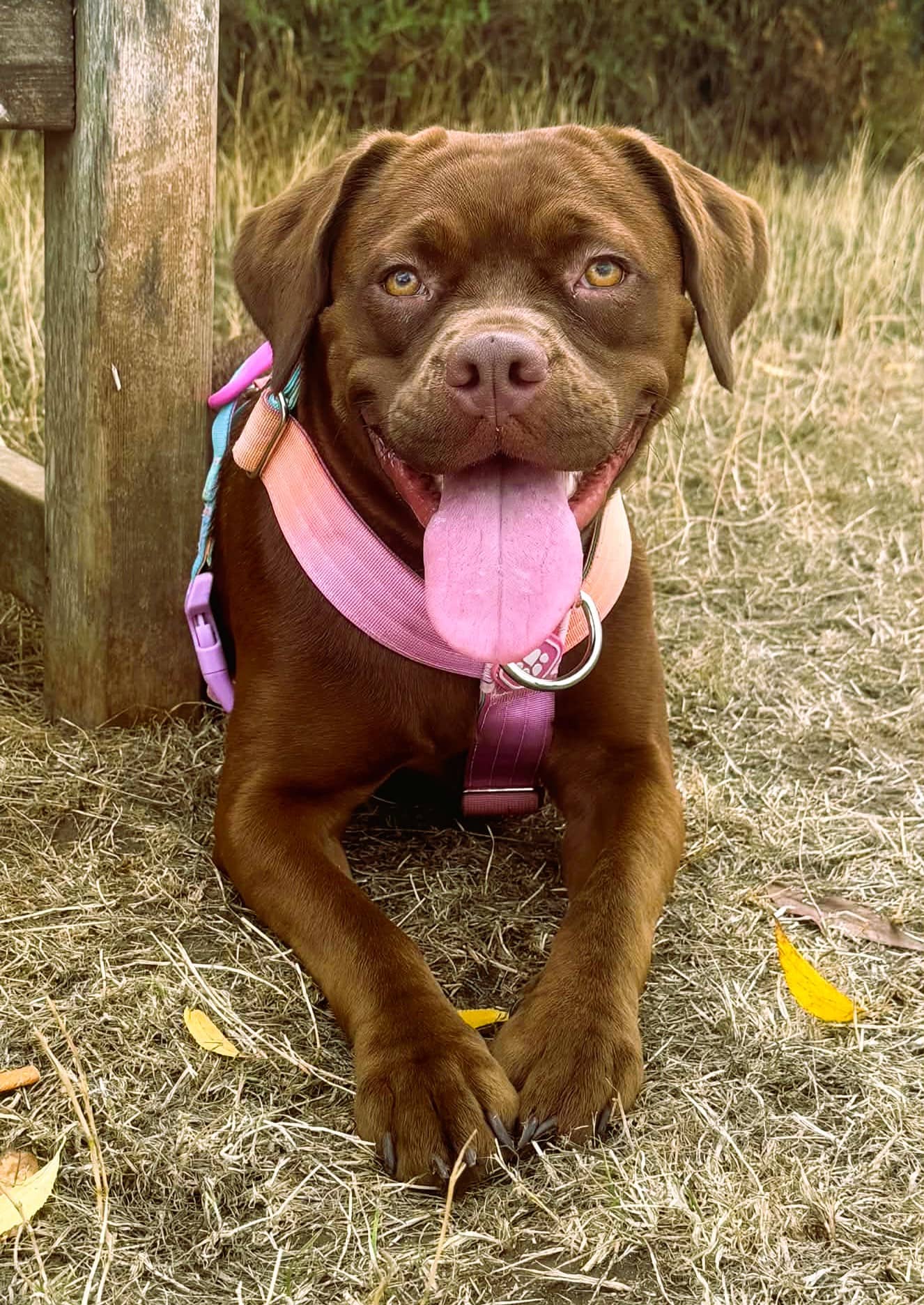 Zuma, crossbreed for adoption in Reading