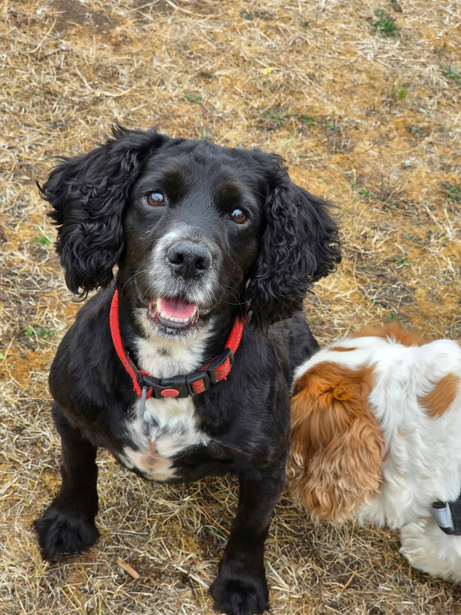 Briony, working cocker spaniel for adoption