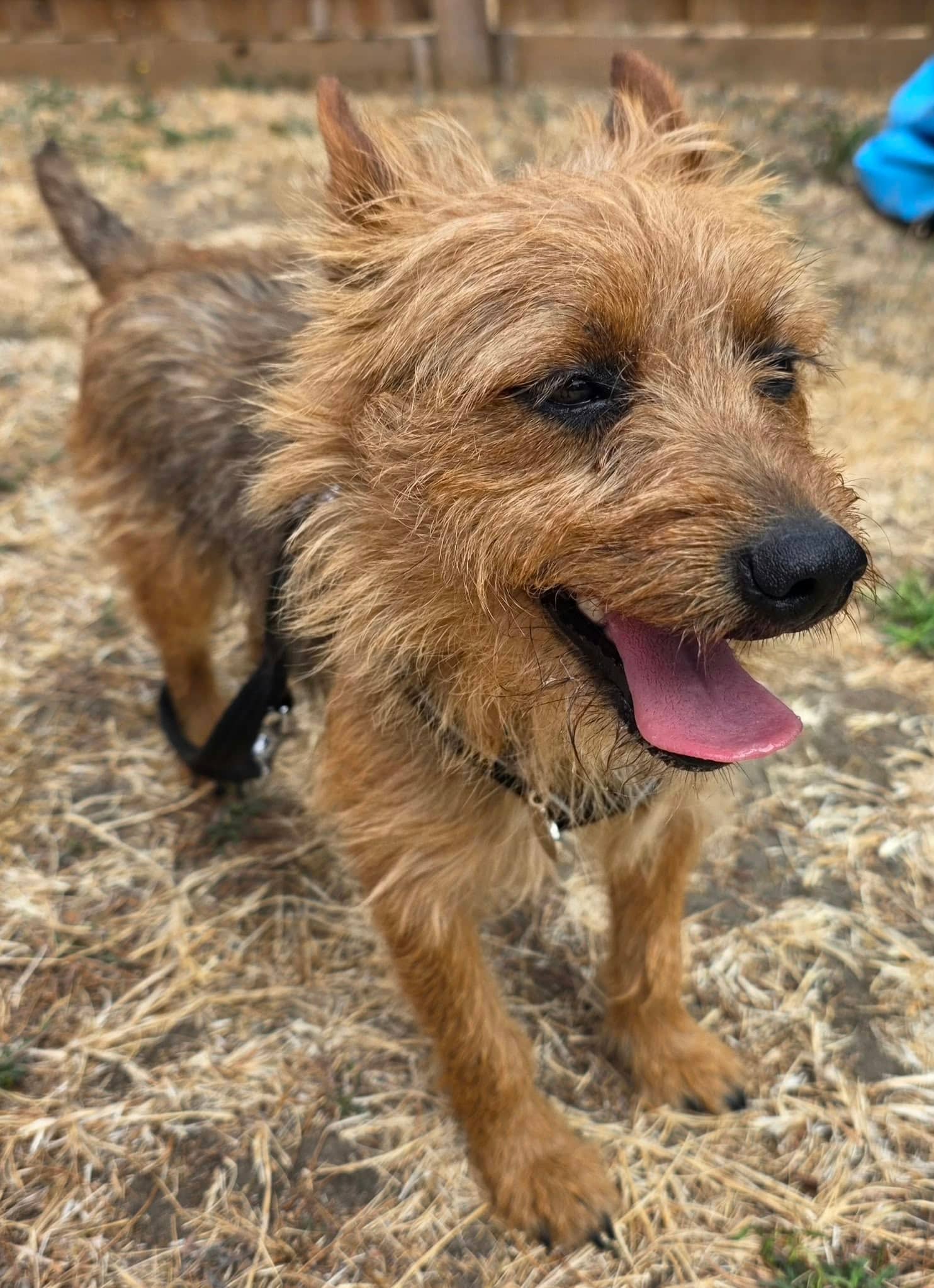Nobby, border terrier cross for adoption in Aldershot