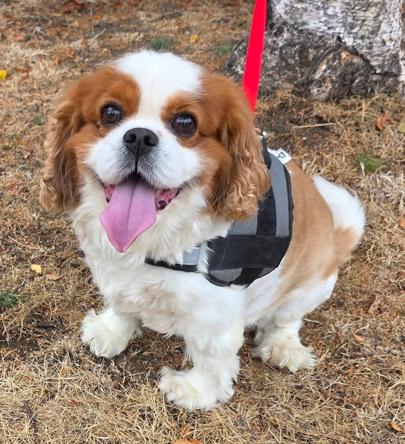 Ozwald, cavalier king charles spaniel for adoption in Weybridge