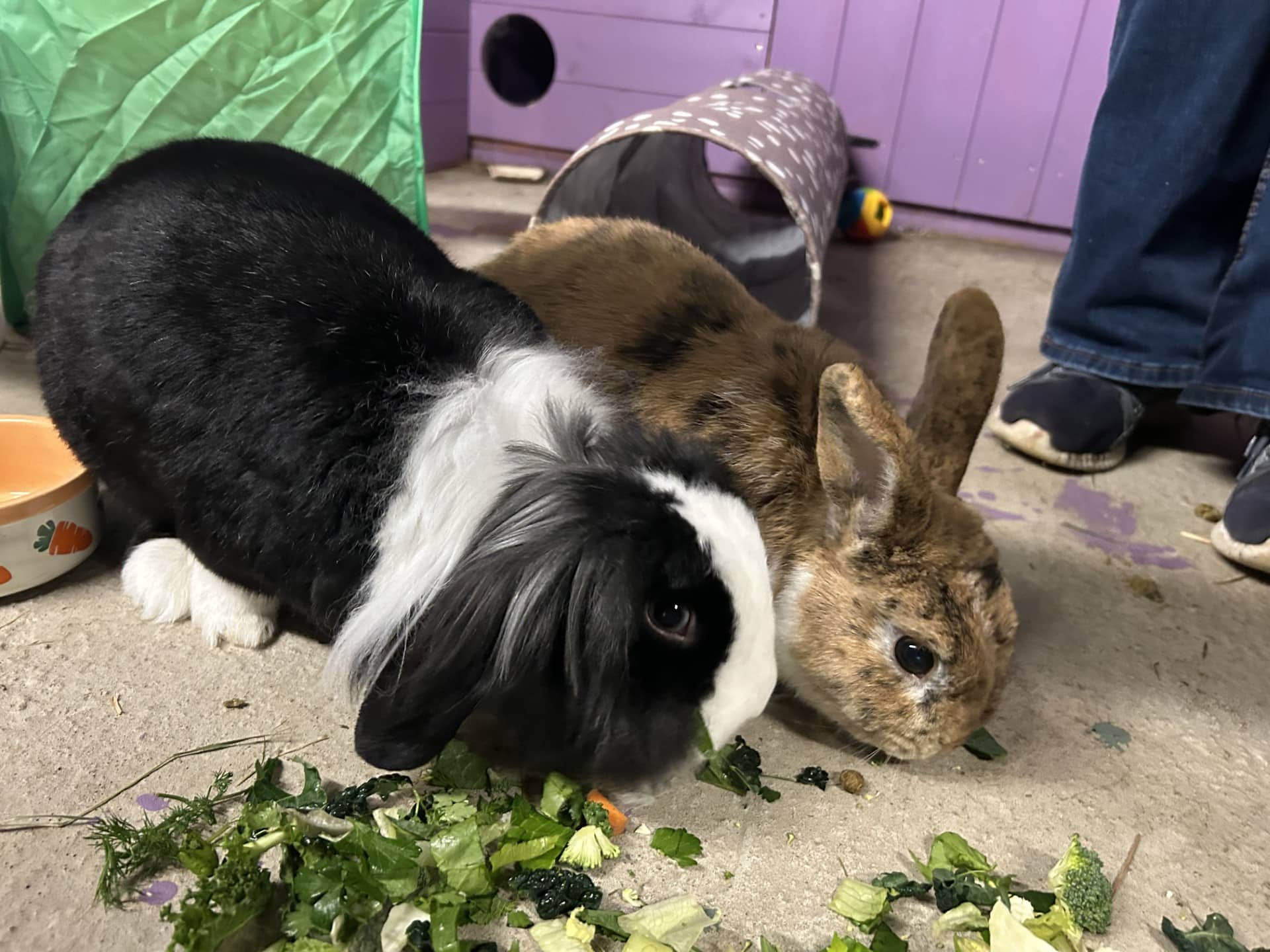 Biscuit and Crumpet, rabbit for adoption in Stretford
