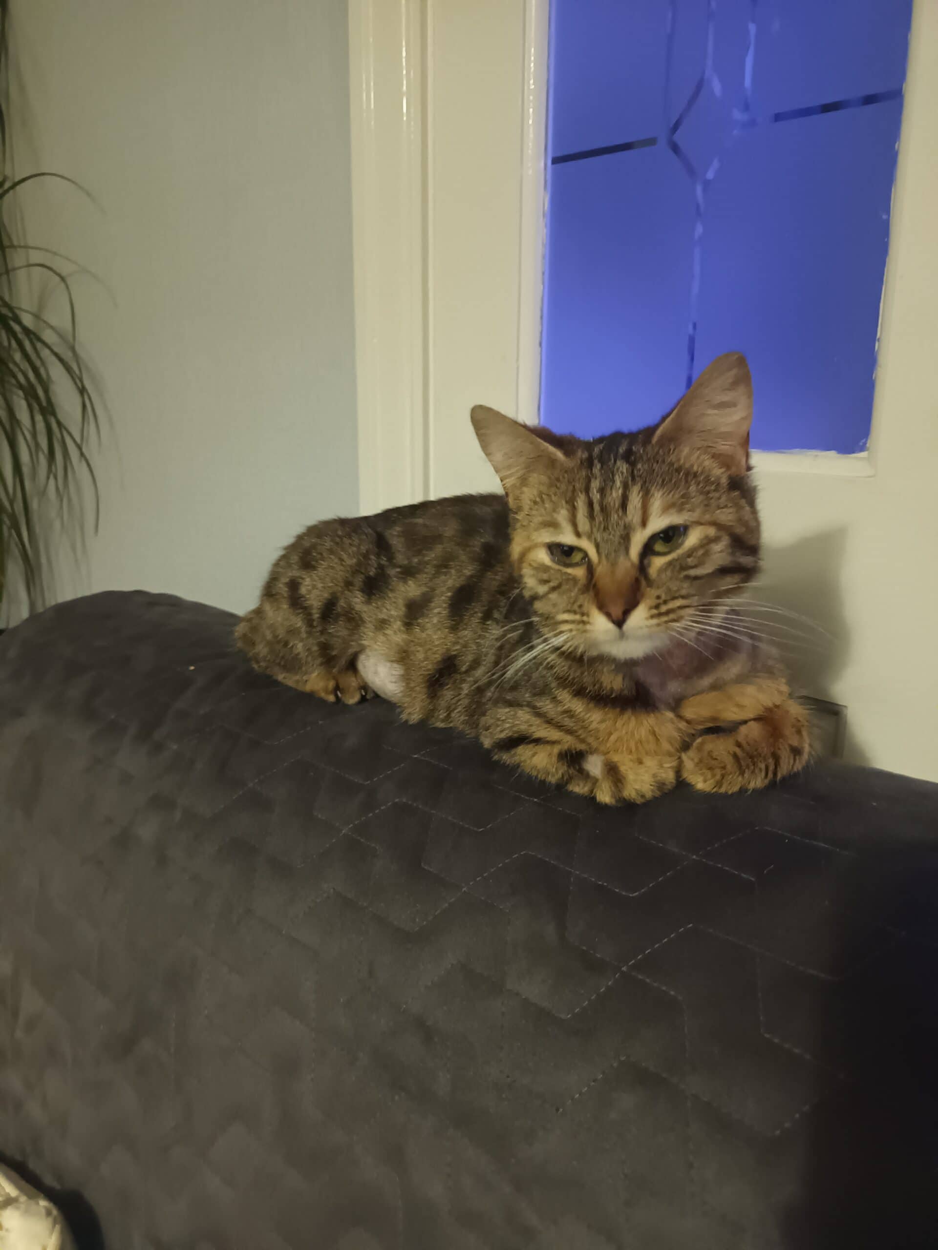 Cleo, domestic cat for adoption in Stretford
