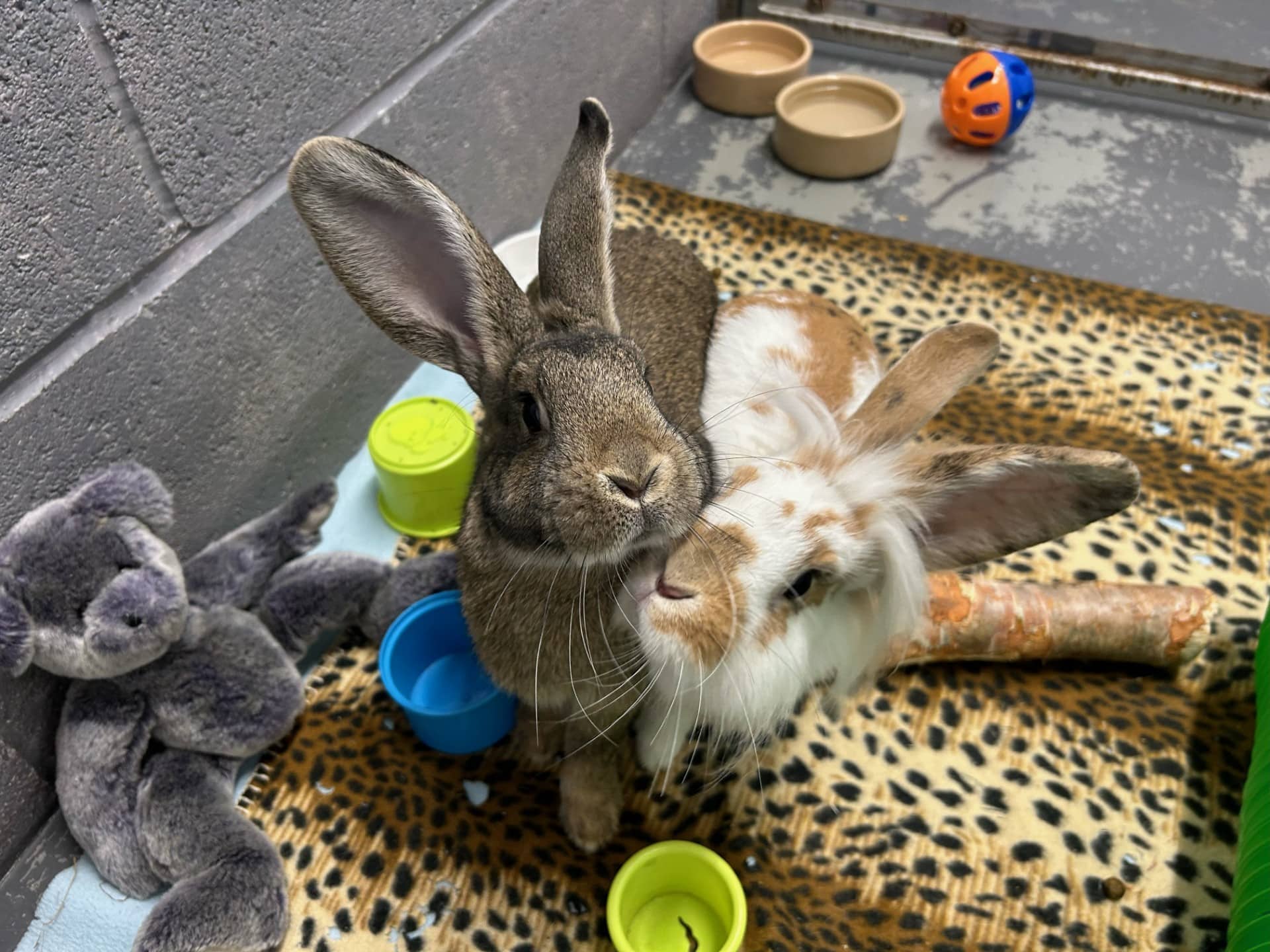Ember and Cinder, rabbit for adoption in Stretford