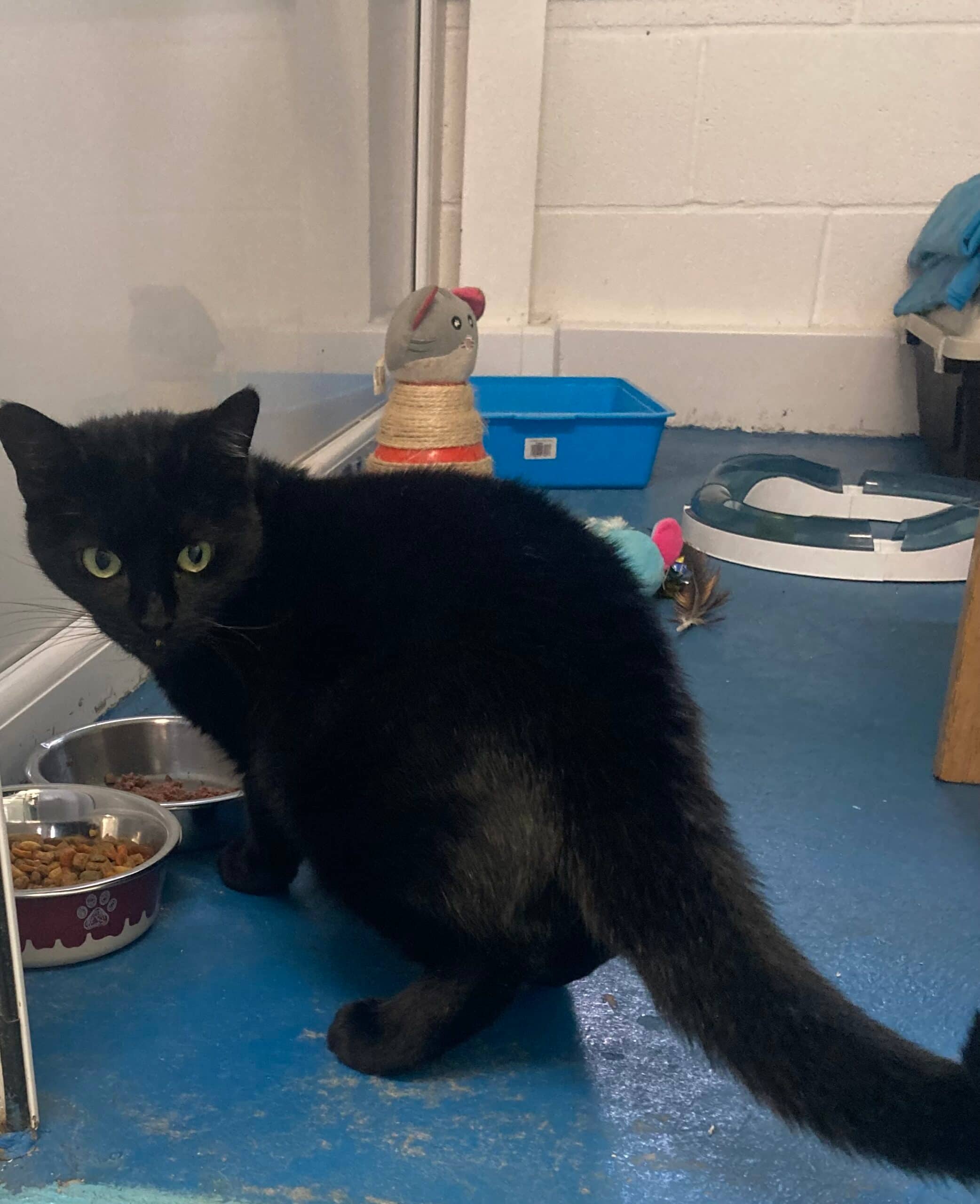 Spicy Meatball, domestic cat for adoption in Stretford