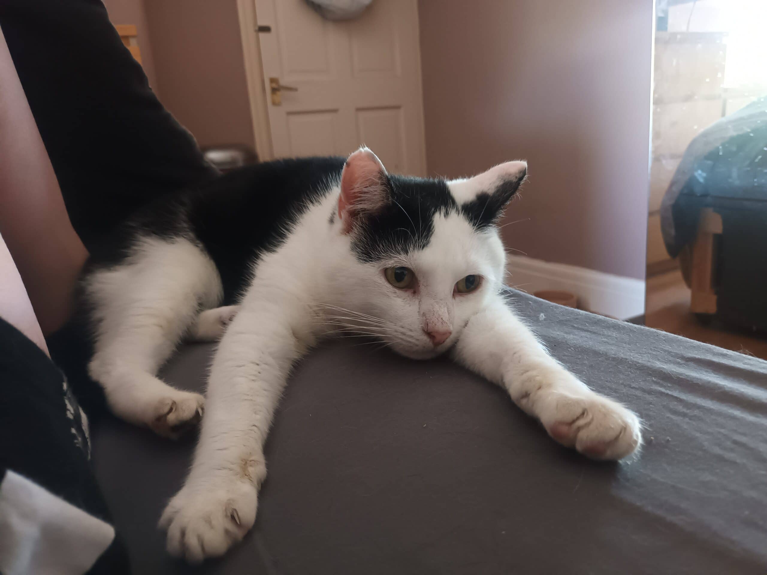 John, domestic shorthair for adoption in Stretford
