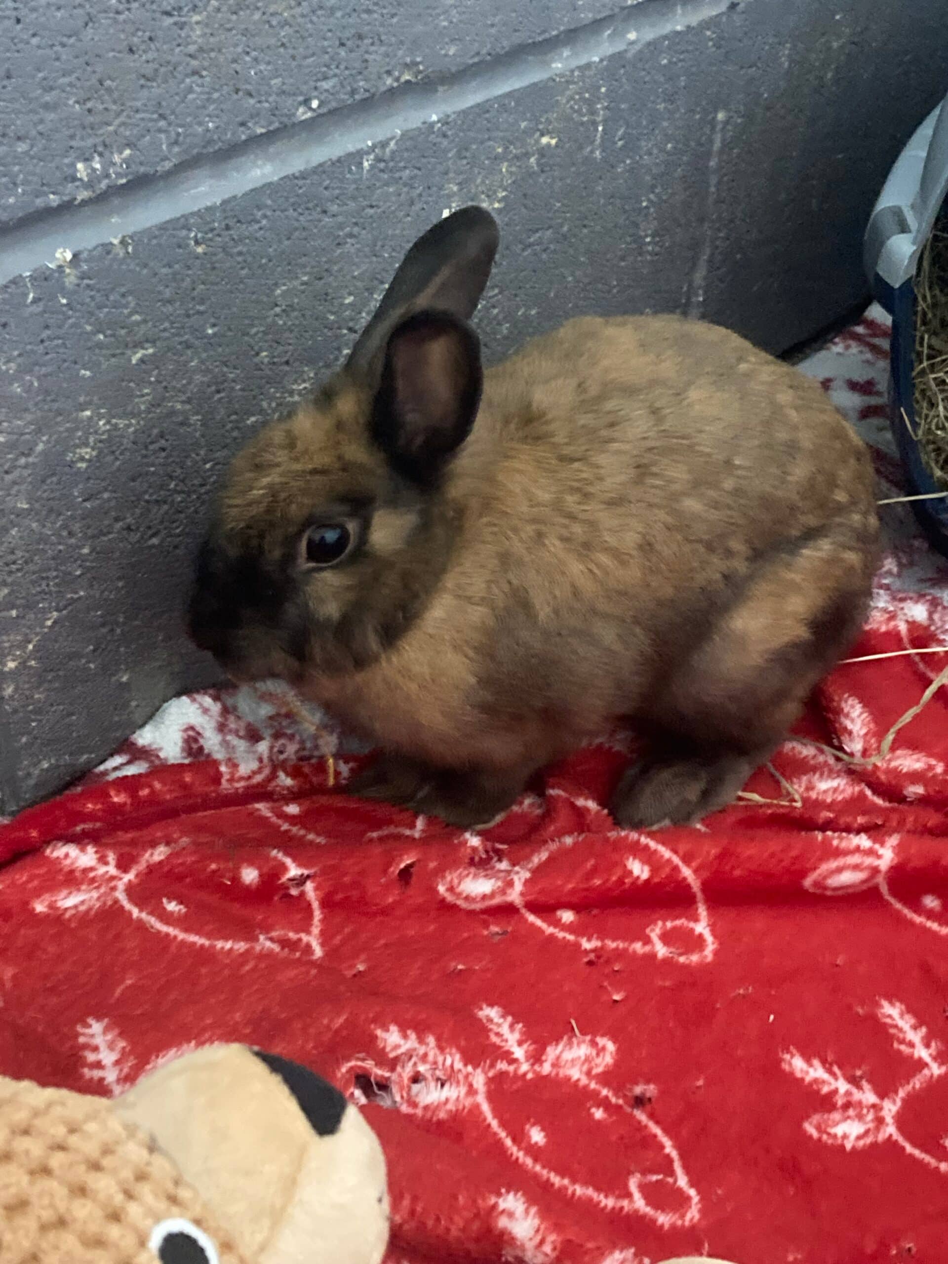 Mushroom, rabbit for adoption in Stretford