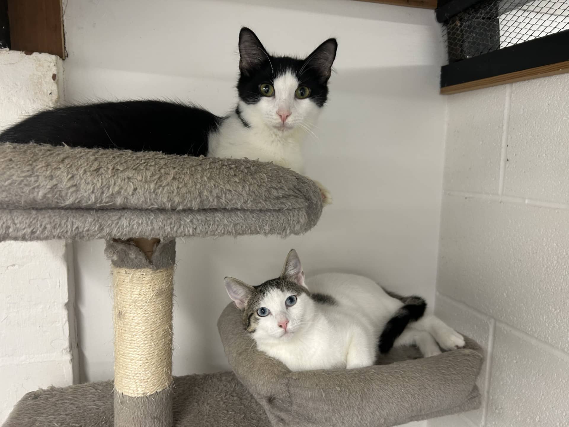 Bueno and M&M, domestic short hair and domestic semi-long hair for adoption in Stretford