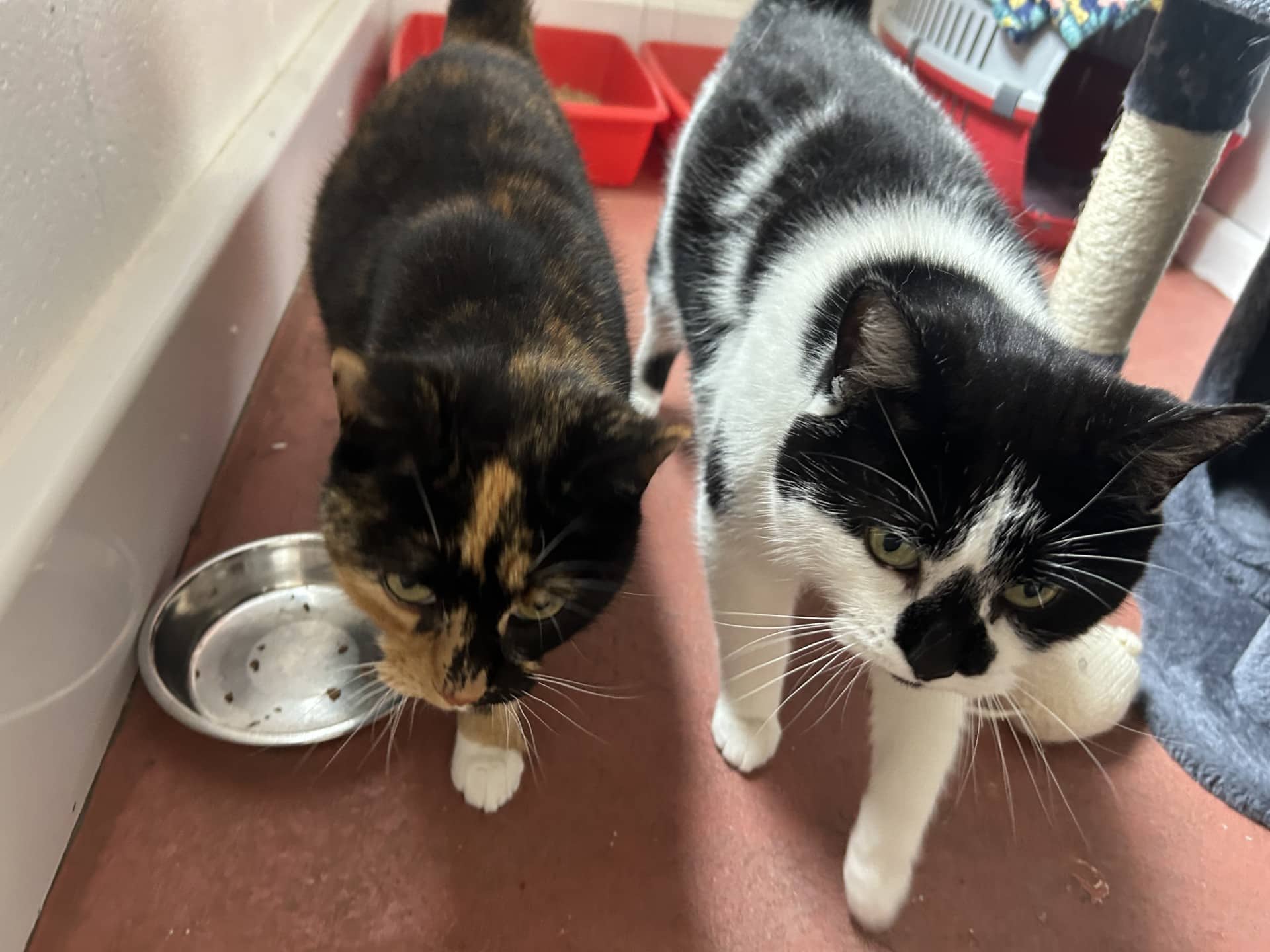 Coco and Pops, domestic shorthair for adoption in Stretford