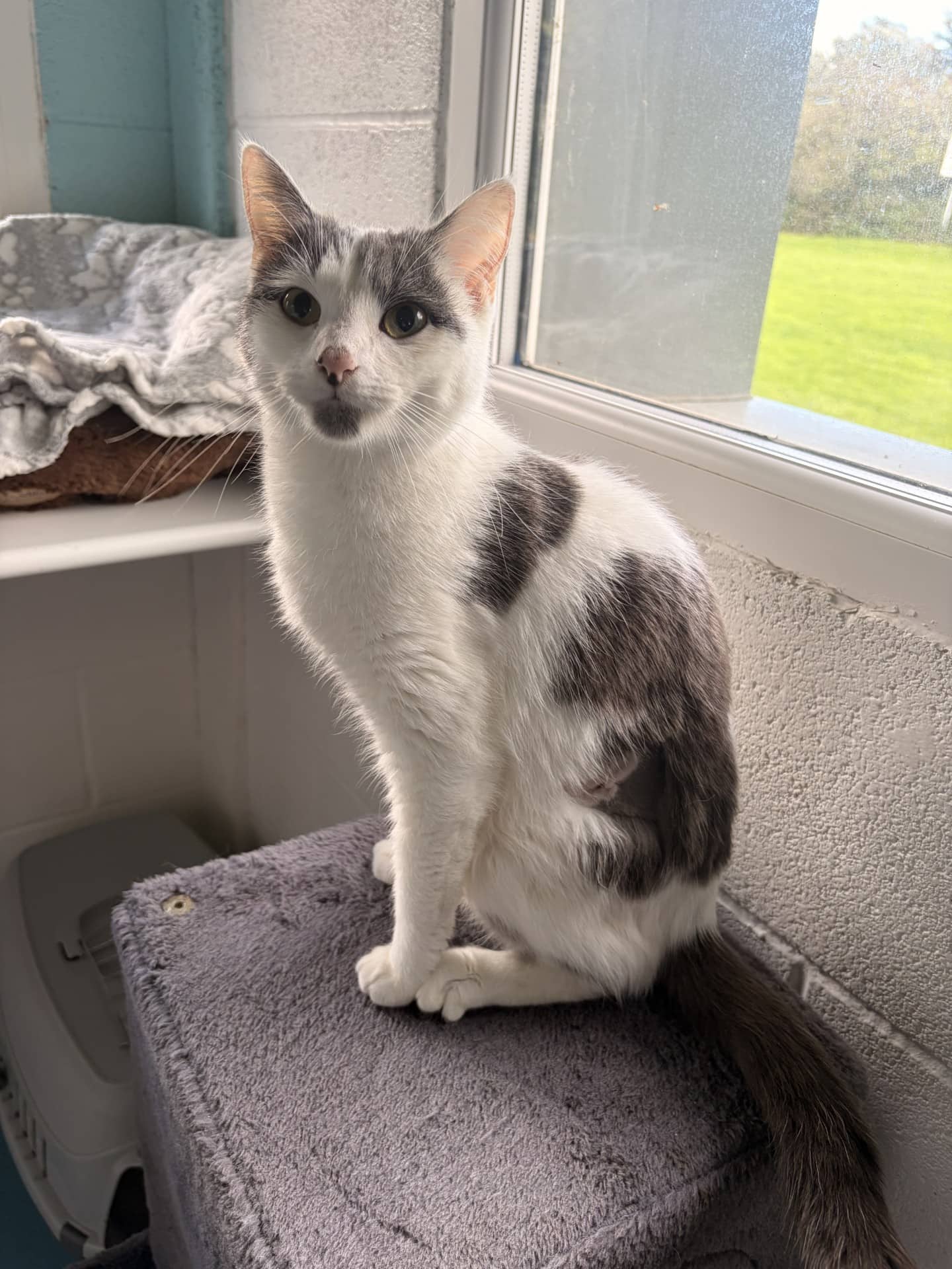 Chika, domestic shorthair for adoption in Stretford