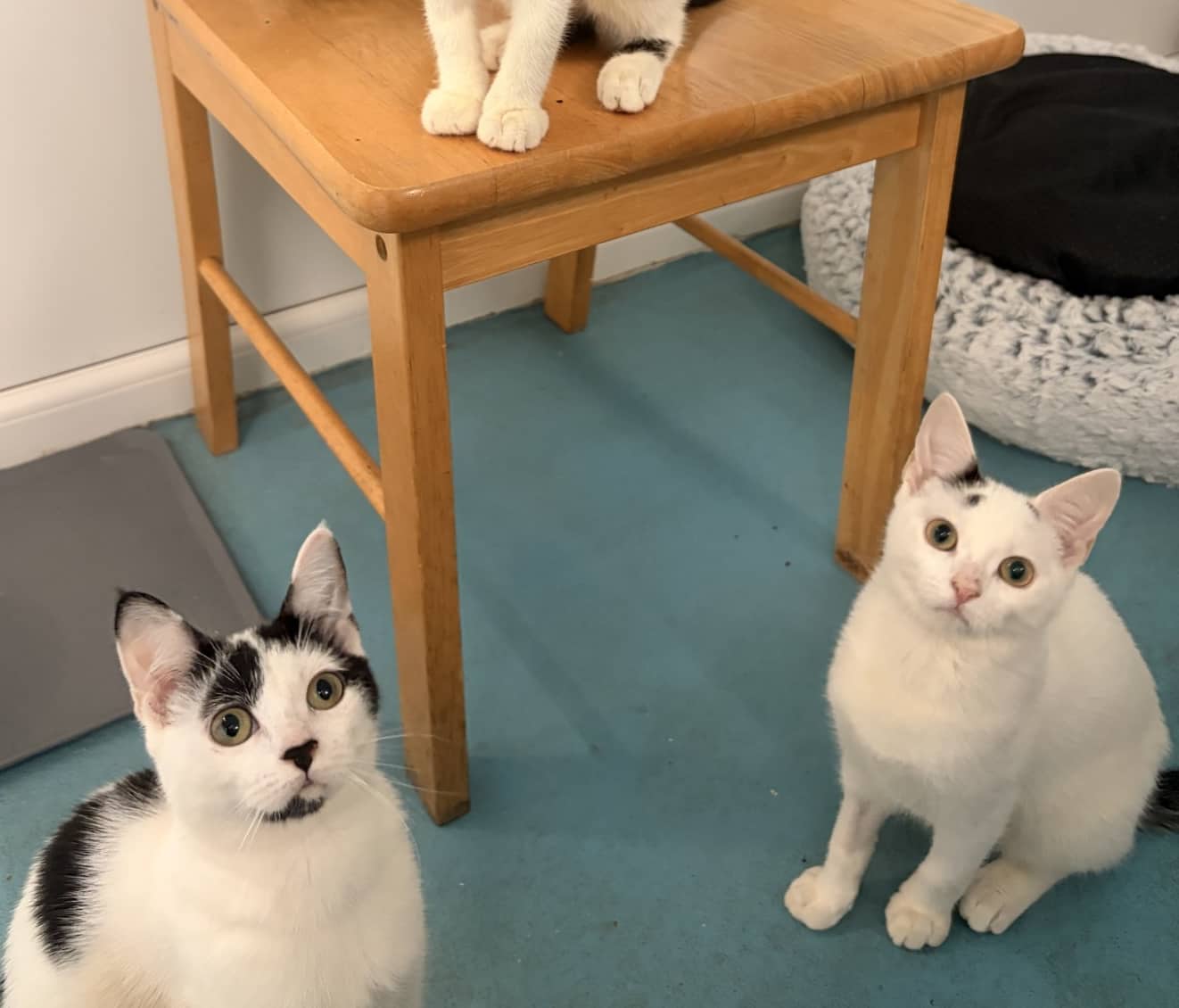 Stef and Anja, domestic shorthair for adoption in Stretford