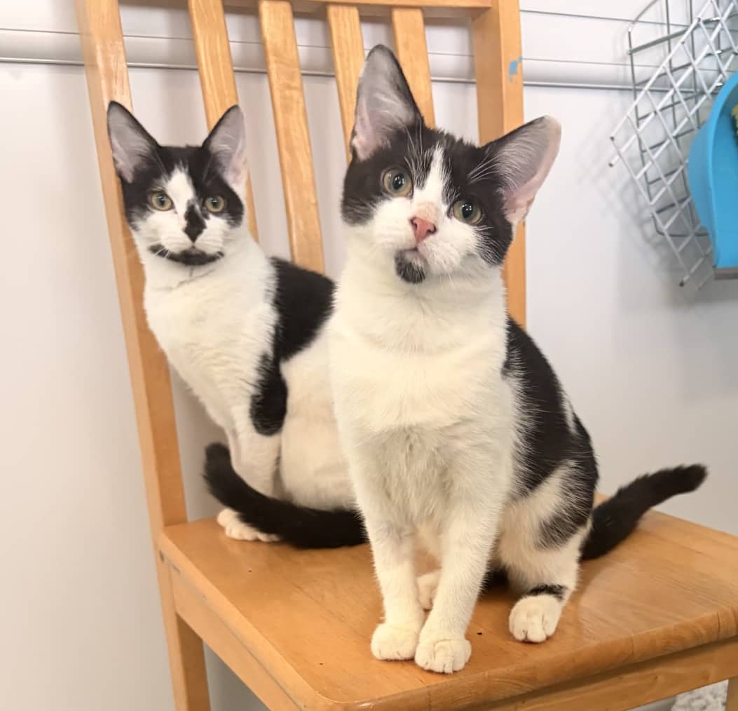 Magda and Henia, domestic shorthair for adoption in Stretford