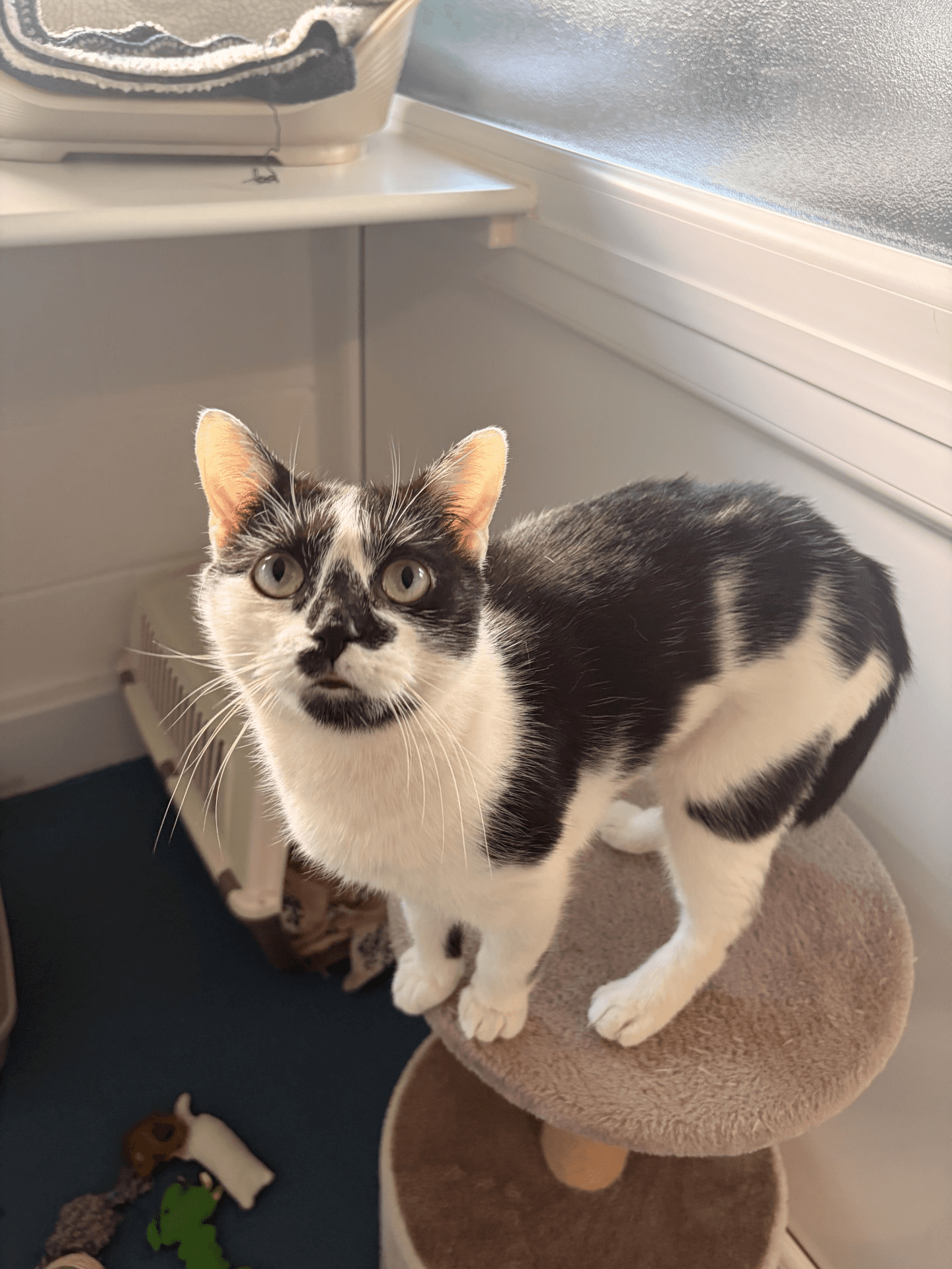 Jumba, domestic shorthair for adoption in Stretford