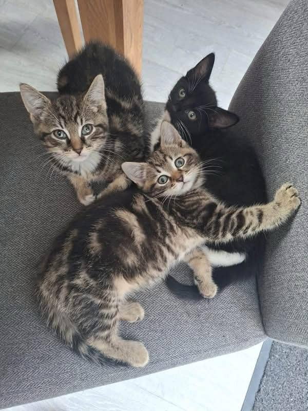 Marble, Callie and Skippy, domestic cat for adoption in Leeds