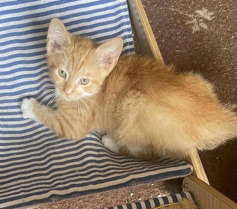 Ginger, domestic cat for adoption