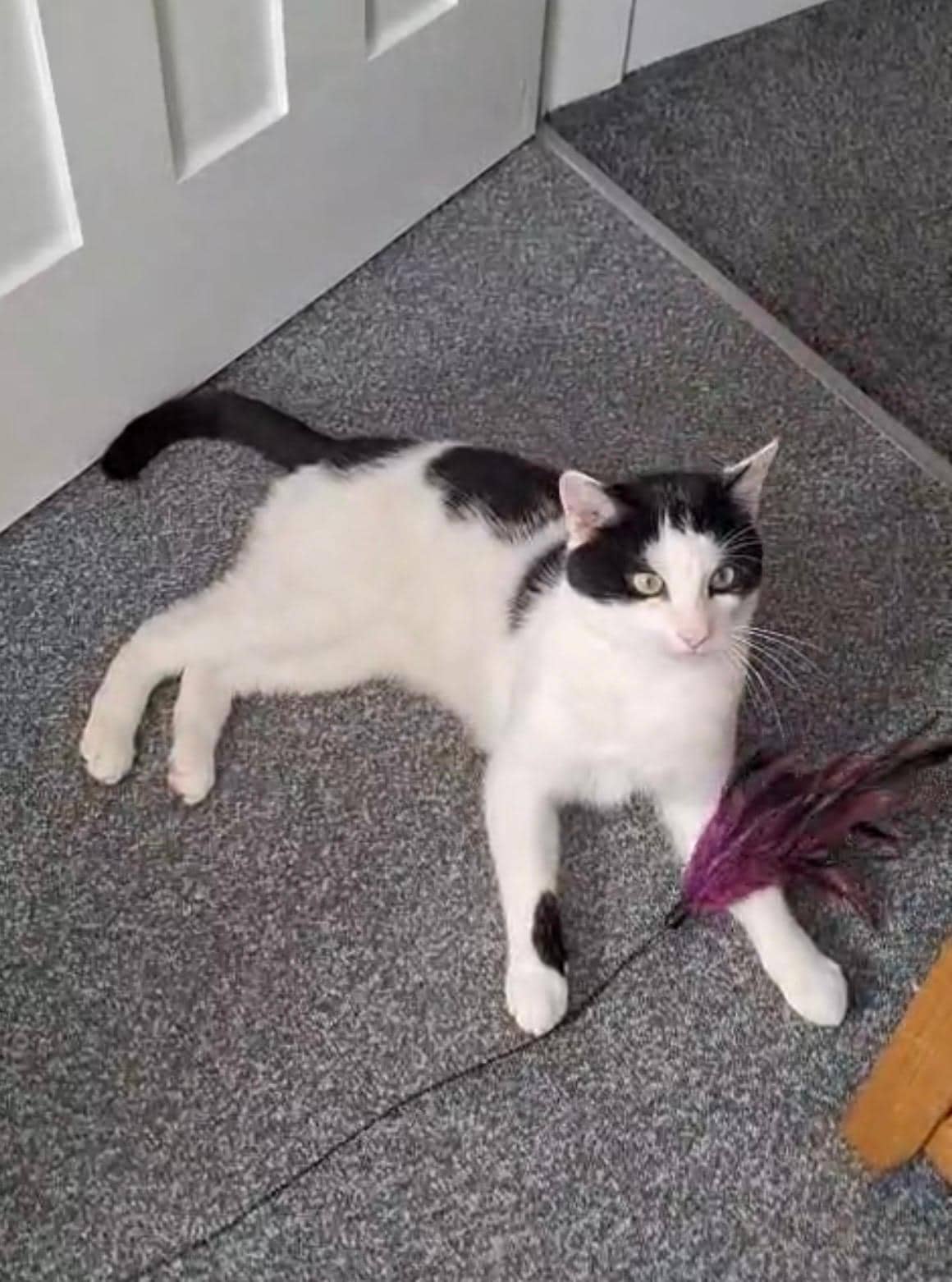 Trevor, domestic cat for adoption in Leeds