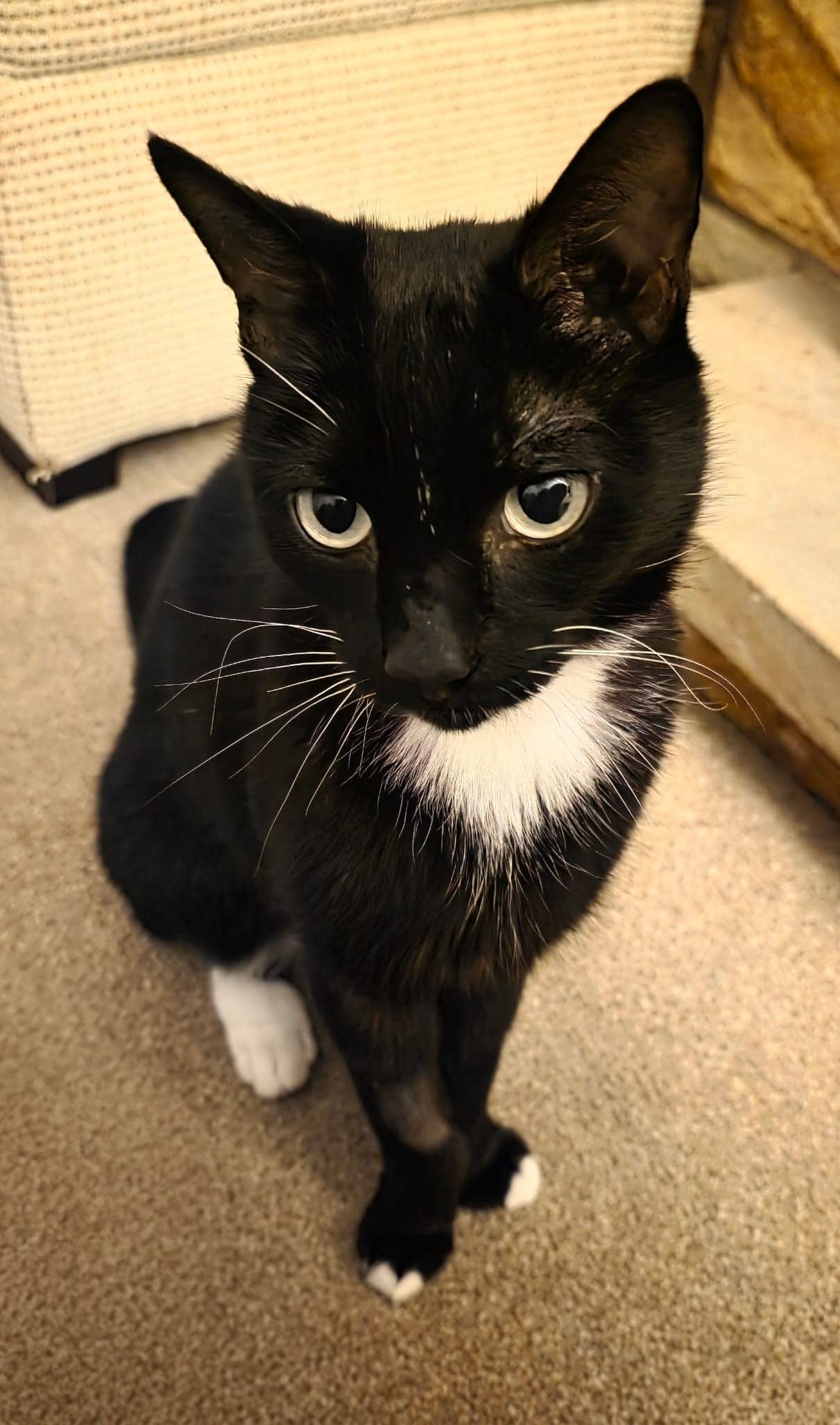 Rhys, domestic cat for adoption in Leeds