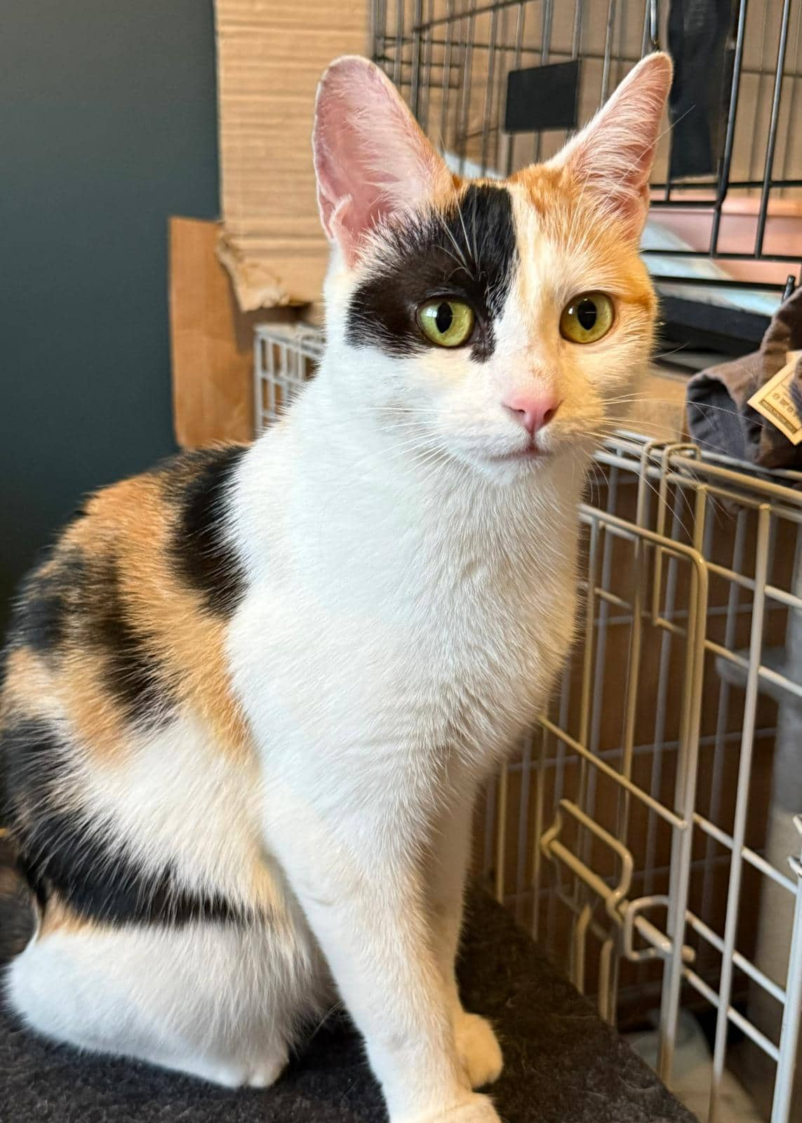 Honey, domestic cat for adoption in Leeds