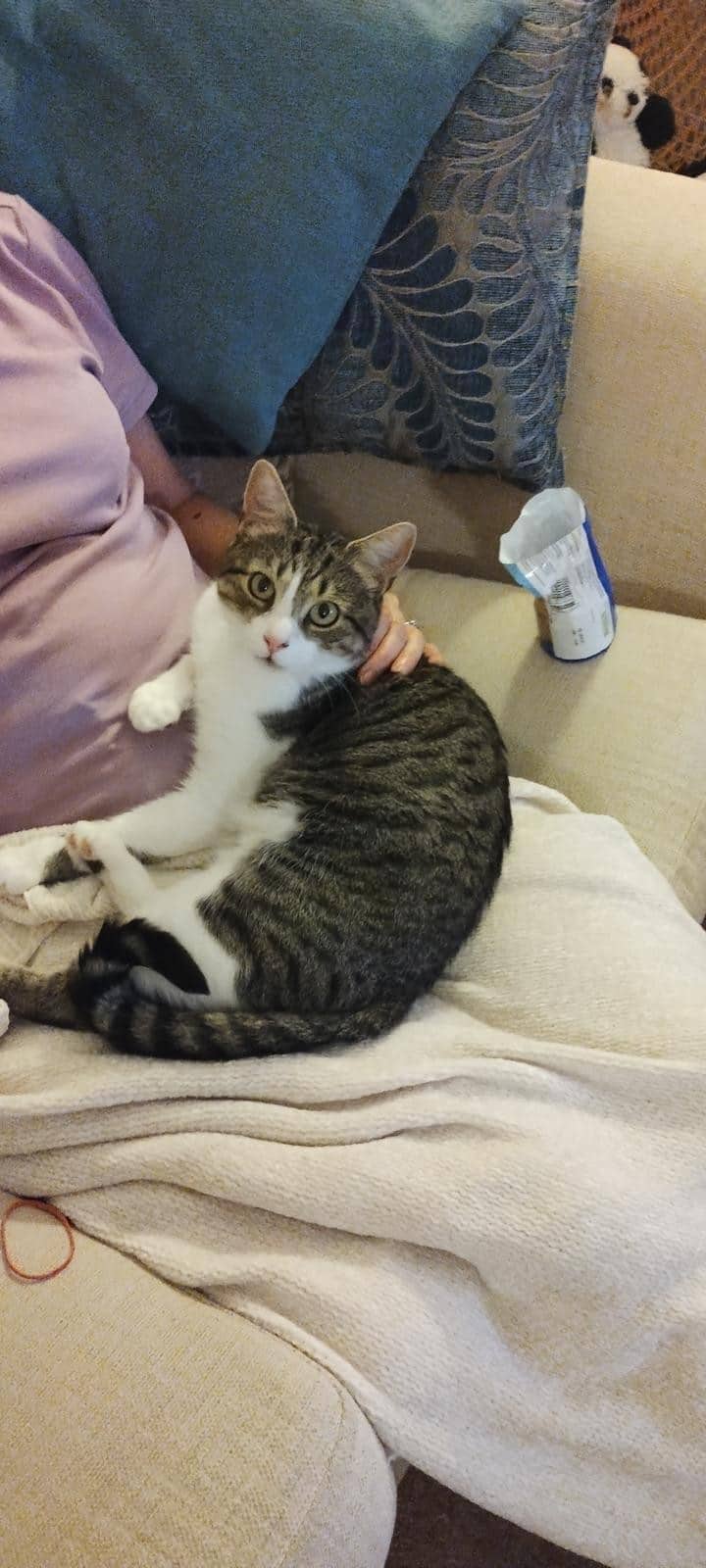 Monty, domestic cat for adoption in Leeds