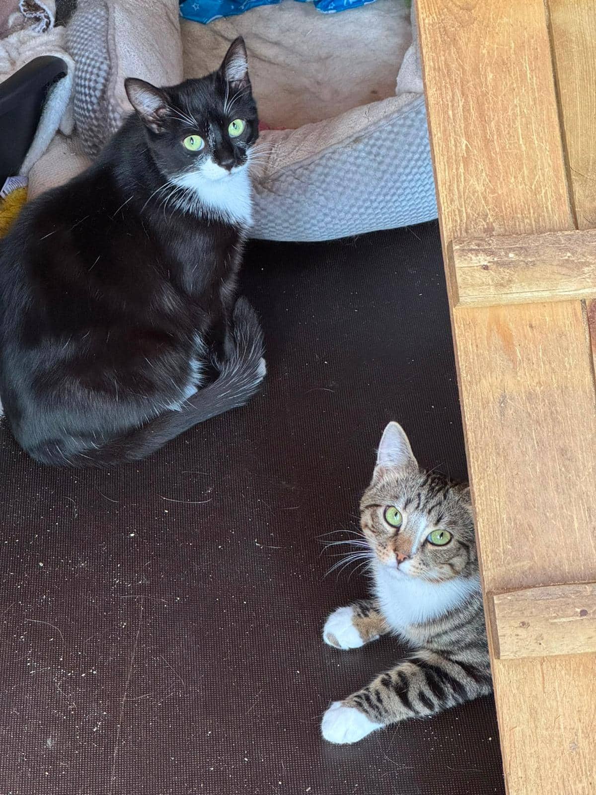 Kuro, Tora and Clementine, domestic cat for adoption in Leeds